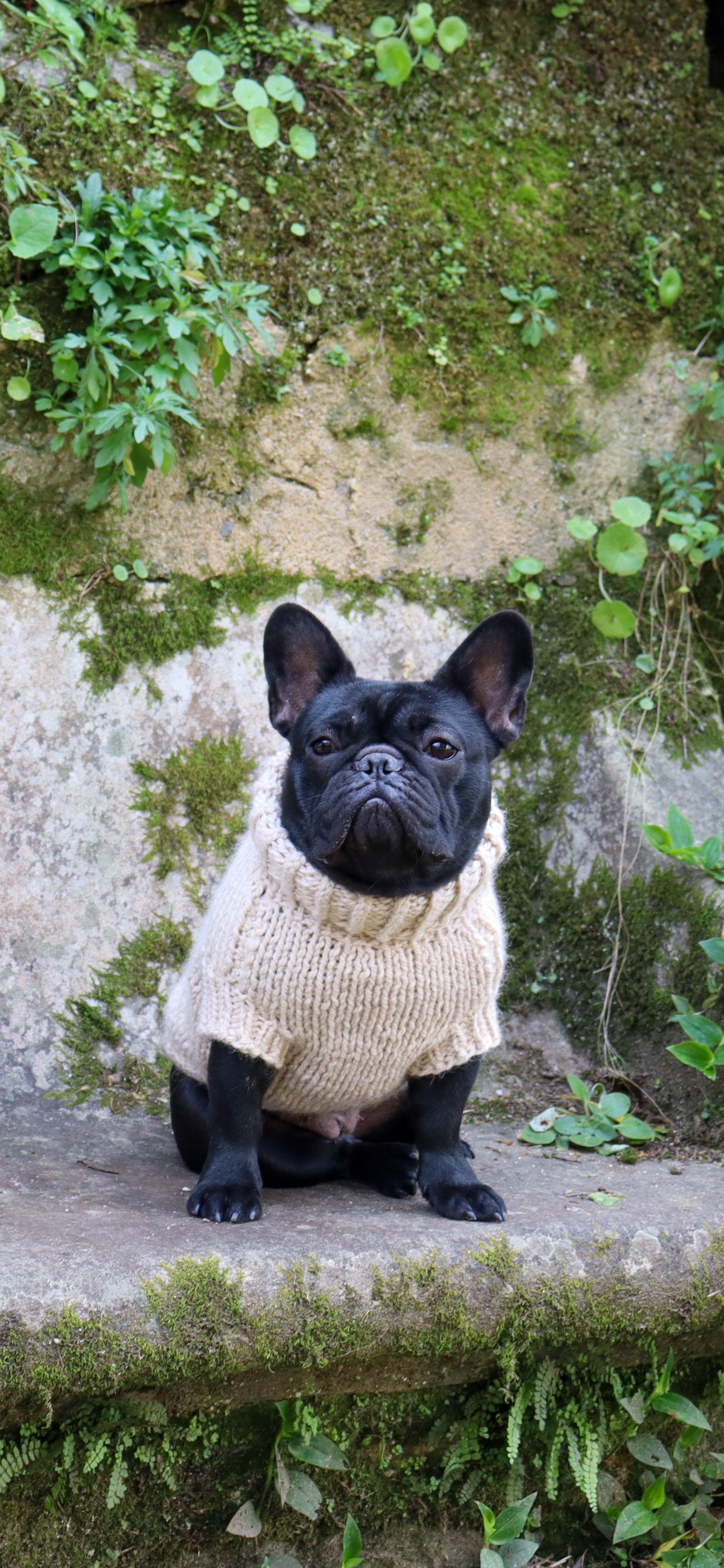 Knitwear for Dogs