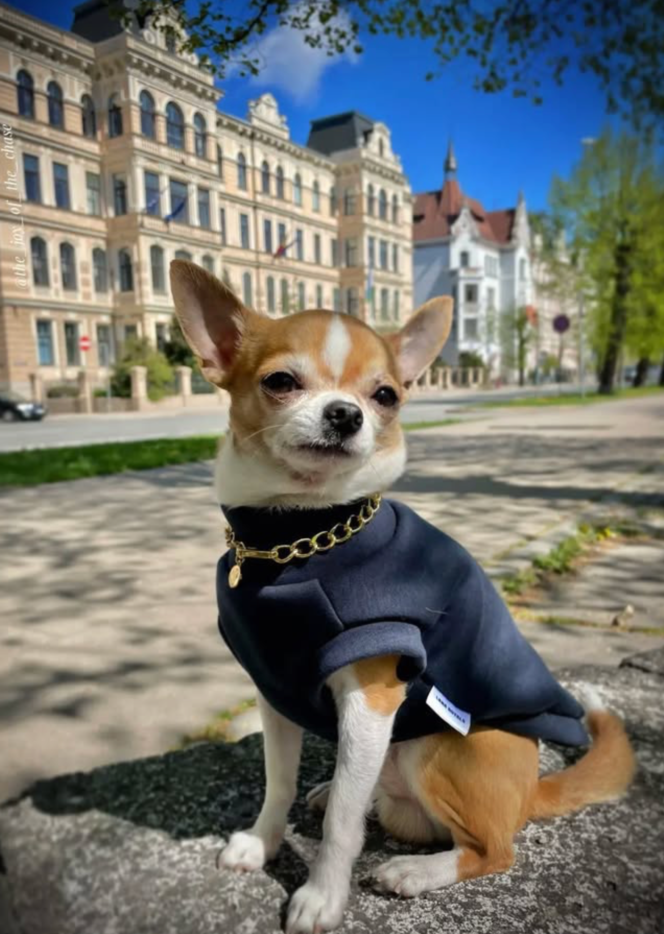 Sweatshirt Clothing for Dogs