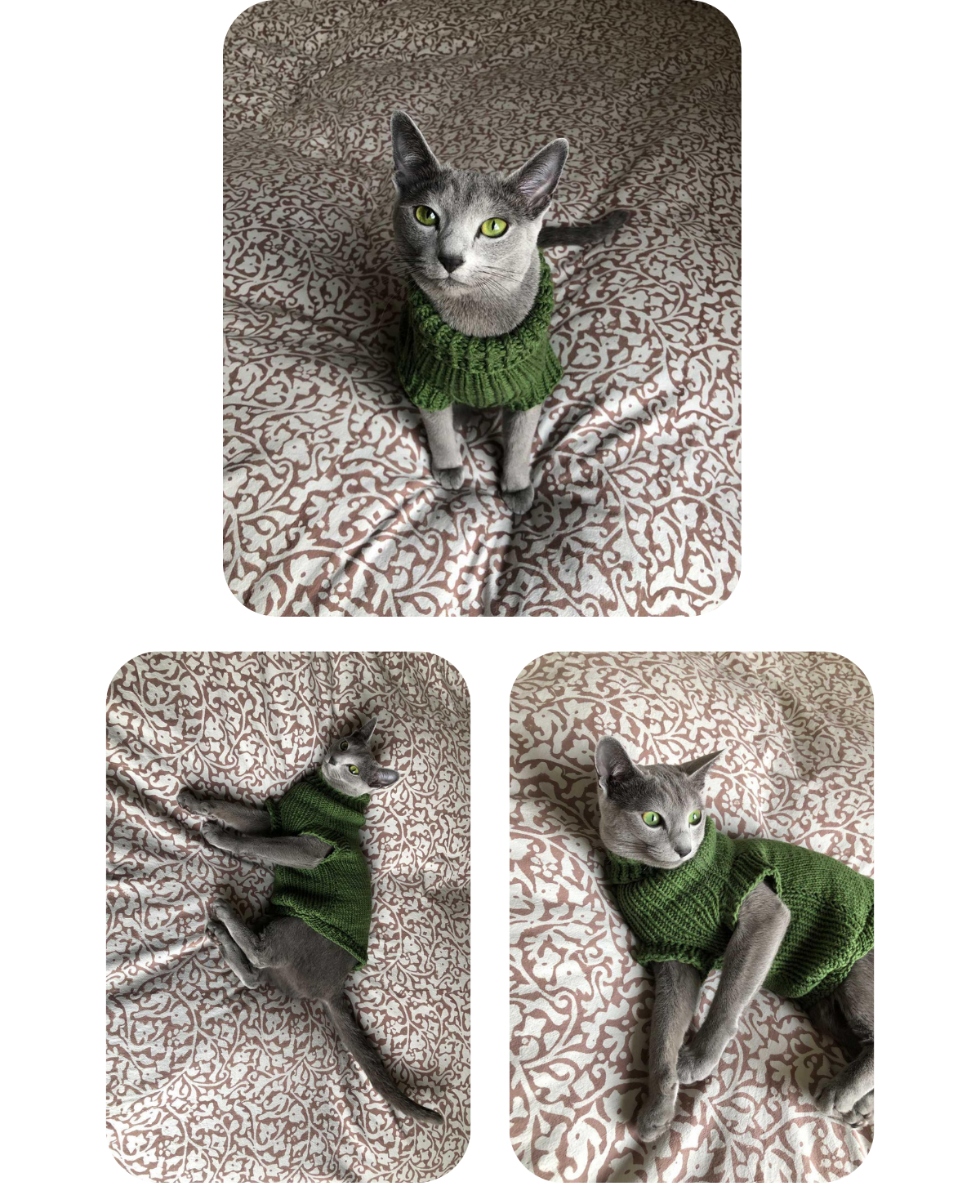 Collage of a gray-blue cat wearing a handmade green cotton knitted sweater, custom-tailored to measure by Lana Royals Pet Wear.