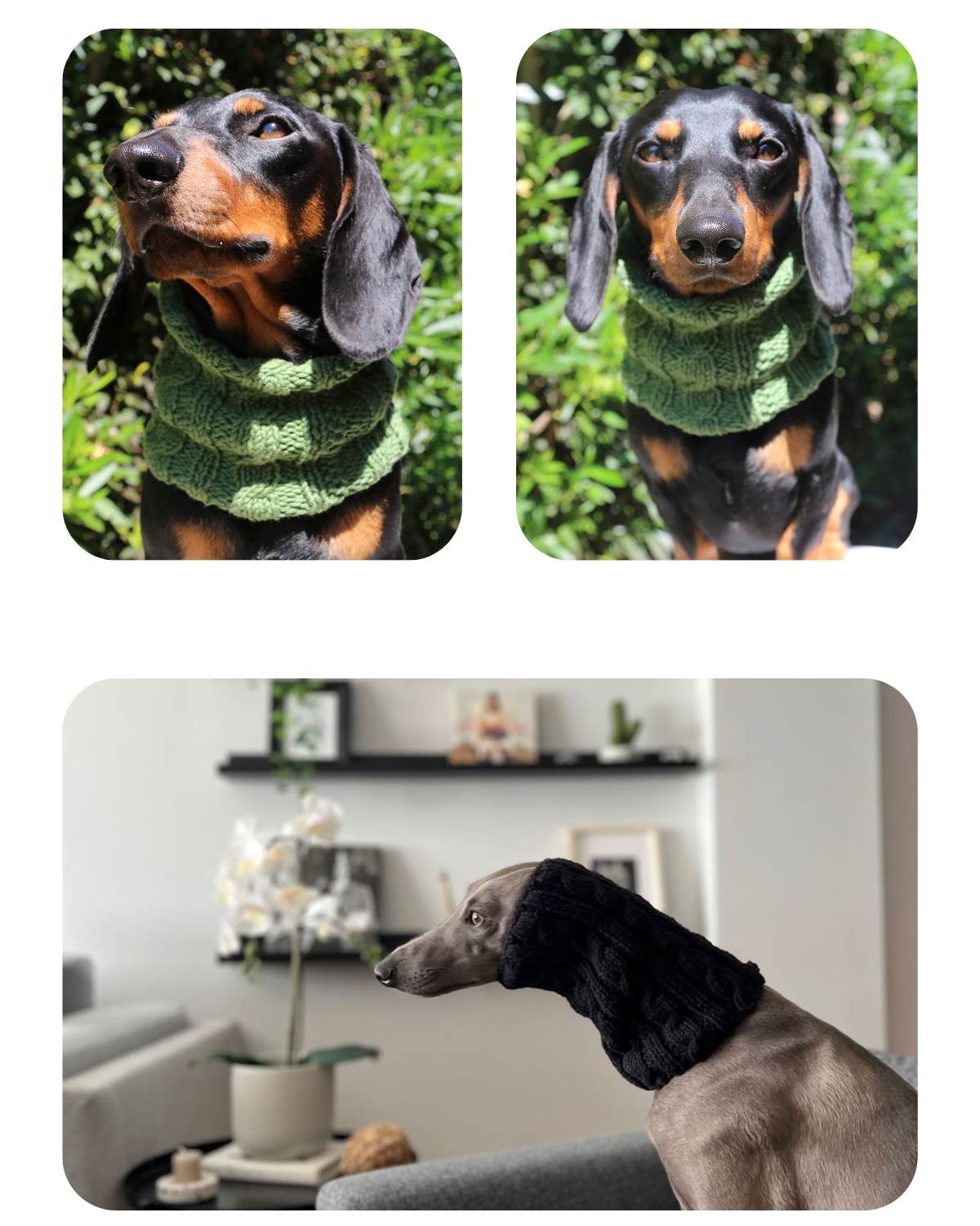 Dachshund wearing a green cotton hand-knitted snood and a Whippet wearing a black hand-knitted hound dog snood, both custom-made by Lana Royals Pet Wear.