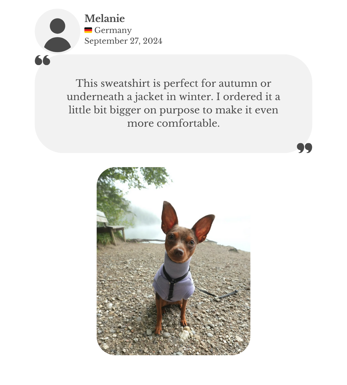 Customer testimonial: Prague Ratter wearing a lilac cotton sweatshirt from Lana Royals Pet Wear, perfect for autumn or layered under a jacket in winter.