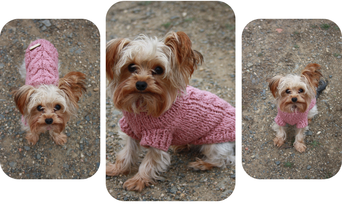 Yorkshire Terrier from Portugal wearing a handmade nude pink cotton jumper, custom-made to measure by Lana Royals Pet Wear.