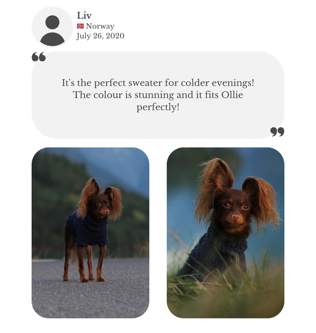 Customer testimonial from Liv: her Russkiy Toy wears a custom handmade navy blue cotton sweater from Lana Royals Pet Wear. Liv praises it as perfect for colder evenings, with stunning color and a perfect fit for Ollie.