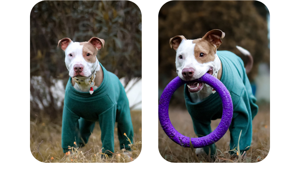 Two photos of American pitbull terrier wearing teal polar fleece jumpsuit pajamas, showcasing total freedom of movement by running after his puller ring.