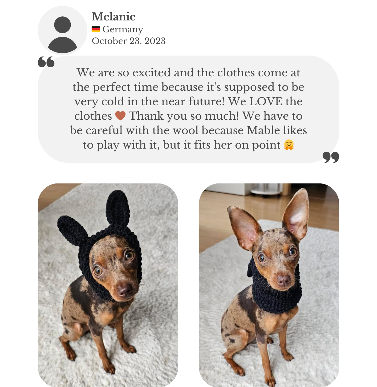 Prague Ratter wearing a custom made to measure hand-knitted black dog snood with bunny ears.