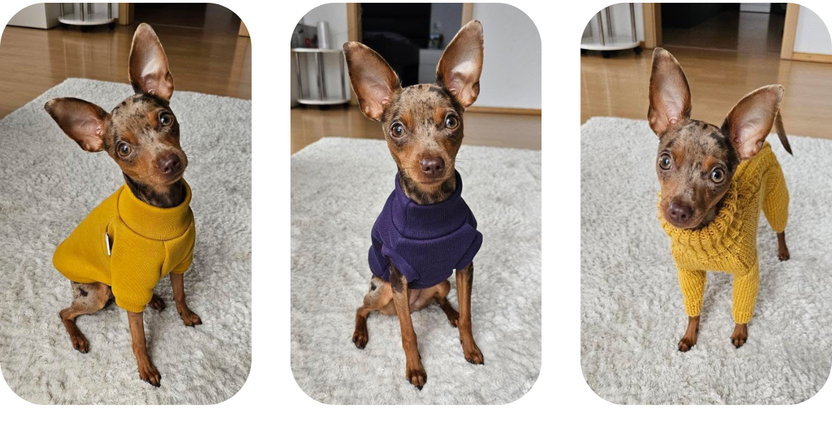 Three photos of a Prague ratter wearing three different outfits her owner bought her from Lana Royals Pet Wear: a mustard sweatshirt with raglan sleeves, a dark purple sweatshirt vest, and a hand-knitted alpaca wool 'PRIMUS' jumpsuit.