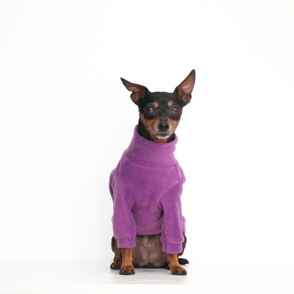 Miniature pinscher wearing a handmade purple fleece jumper with sleeves, custom-tailored to measure from Lana Royals Pet Wear.