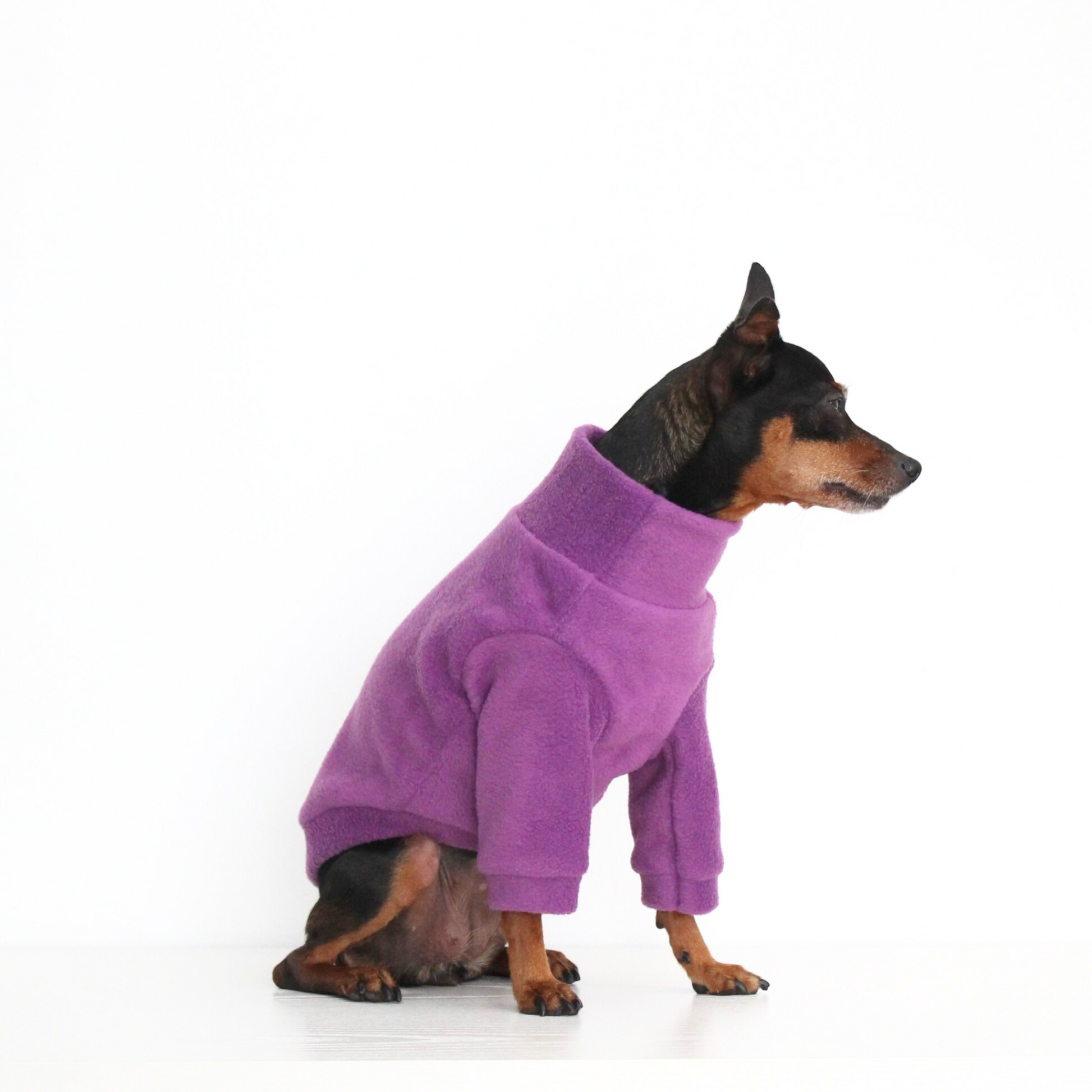 Miniature pinscher wearing a handmade purple fleece jumper with sleeves, custom-tailored to measure from Lana Royals Pet Wear.