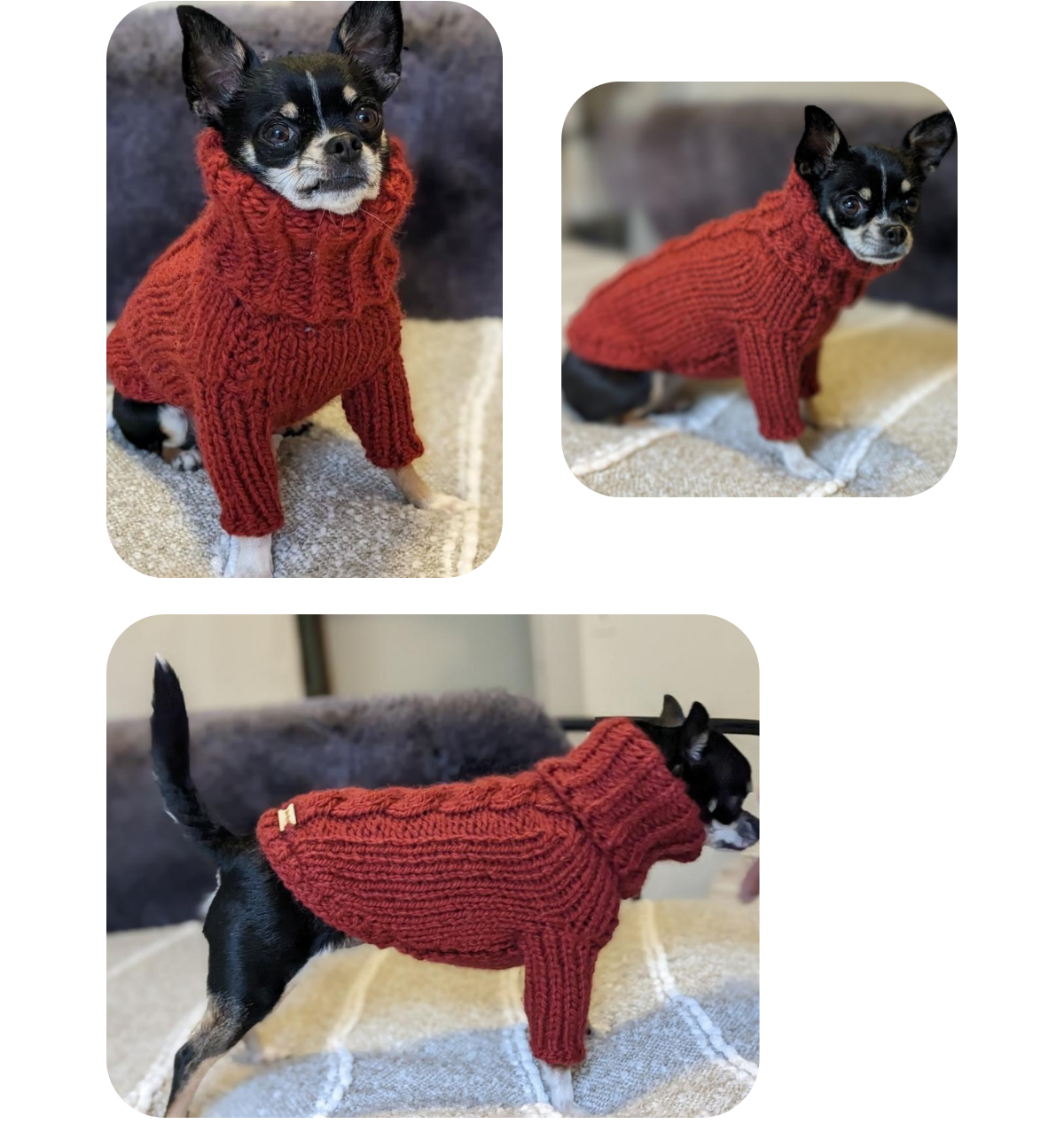 Chihuahua wearing a hand-knitted wine red alpaca wool turtleneck sweater with long sleeves from Lana Royals Pet Wear.