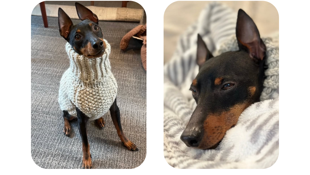 Manchester Terrier wearing a grey hand-knitted alpaca wool turtleneck sweater from Lana Royals Pet Wear — shown sitting posed and sleeping comfortably in the sweater.
