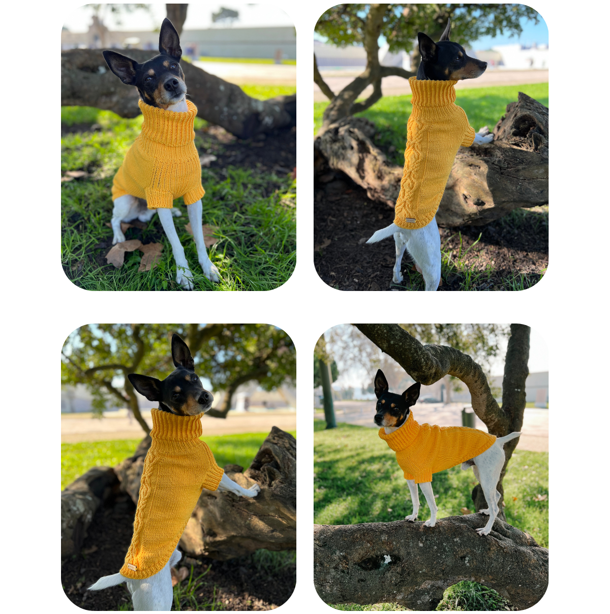 Ratonero Valenciano wearing a dandelion-colored hand-knitted cotton ‘VENZEL’ turtleneck sweater with an aran design, custom-tailored by Lana Royals Pet Wear.