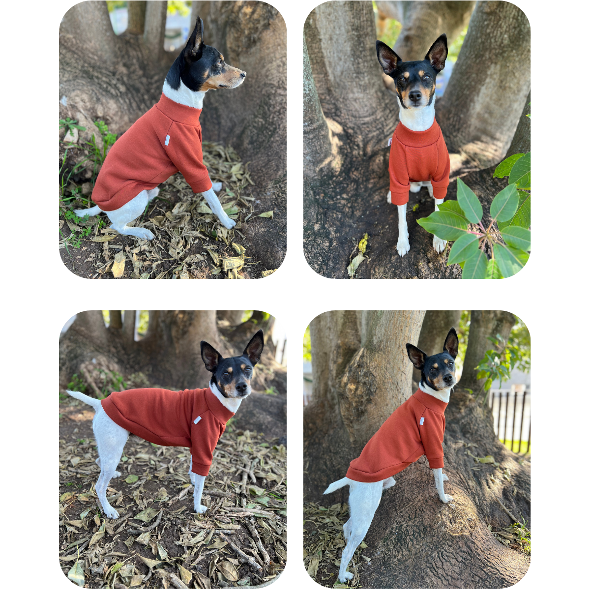 Ratonero Valenciano wearing a terracotta-colored cotton sweatshirt, custom-tailored to measure by Lana Royals Pet Wear.