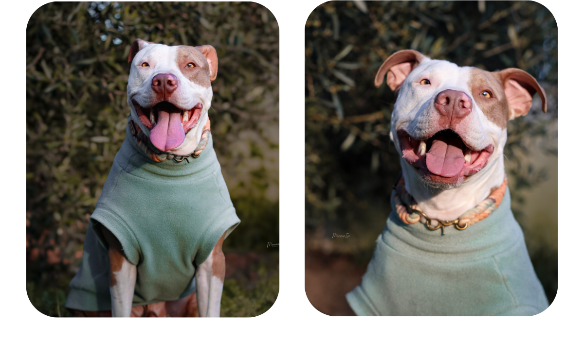 Two photos of an American pitfall terrier wearing a custom made to measure aqua polar fleece sleeveless vest by Lana Royals Pet Wear.