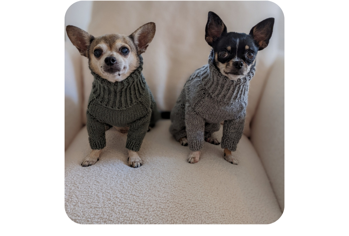 Two chihuahuas wearing custom-tailored hand-knitted alpaca wool turtleneck jumpsuits in grey and moss green colors.