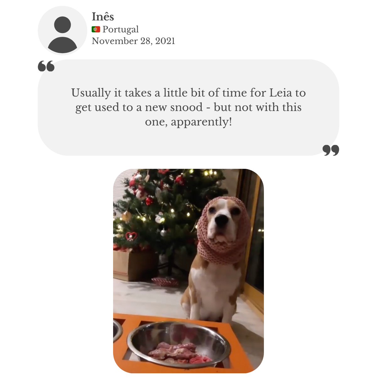 Customer testimonial: beagle wearing the custom ‘Gino’ hand-knitted snood from Lana Royals Pet Wear and adapted to it instantly, unlike with other snoods