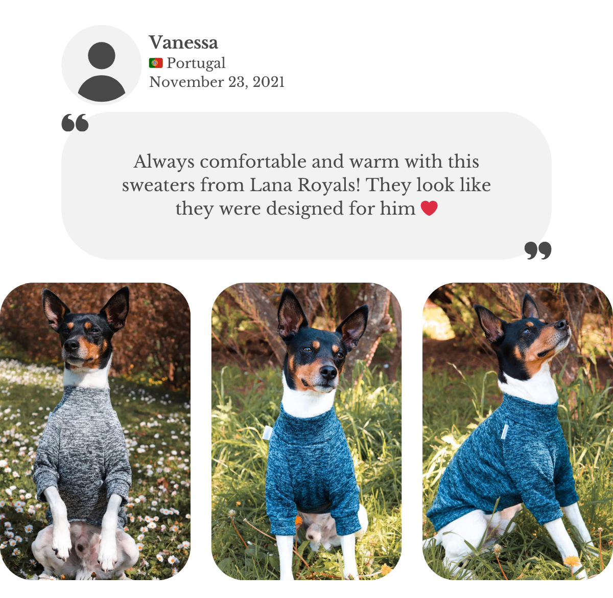 Customer testimonial from Vanessa: her Ratonero Valenciano wears handmade merle blue and grey jumpers with raglan sleeves from Lana Royals Pet Wear. She praises how comfortable and warm they are, perfectly fitted as they were custom made to measure.