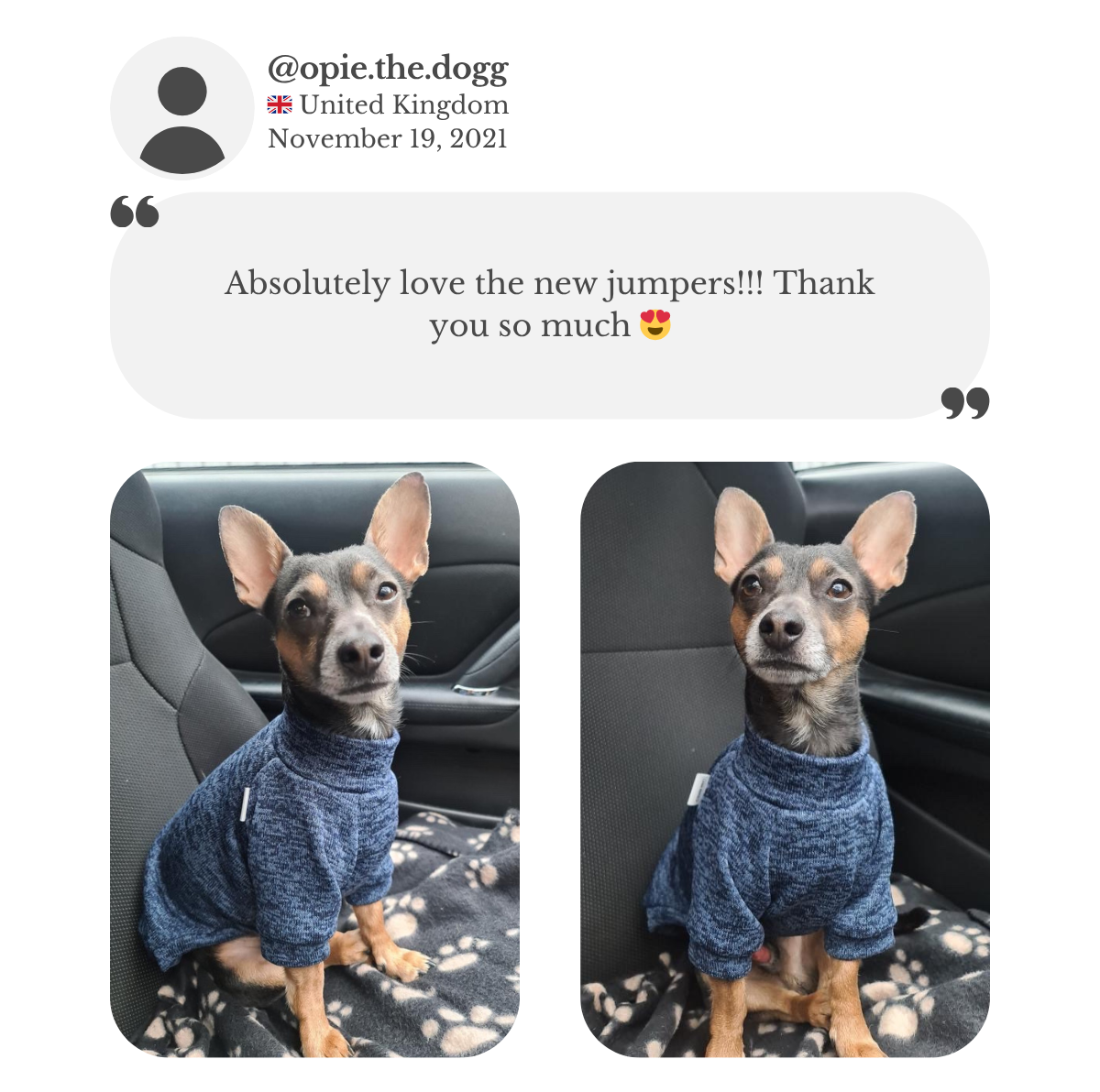 Miniature pinscher mixed with Jack Russell terrier wearing merle blue polar fleece jumper during his car ride. His owner absolutely loves the new jumpers.