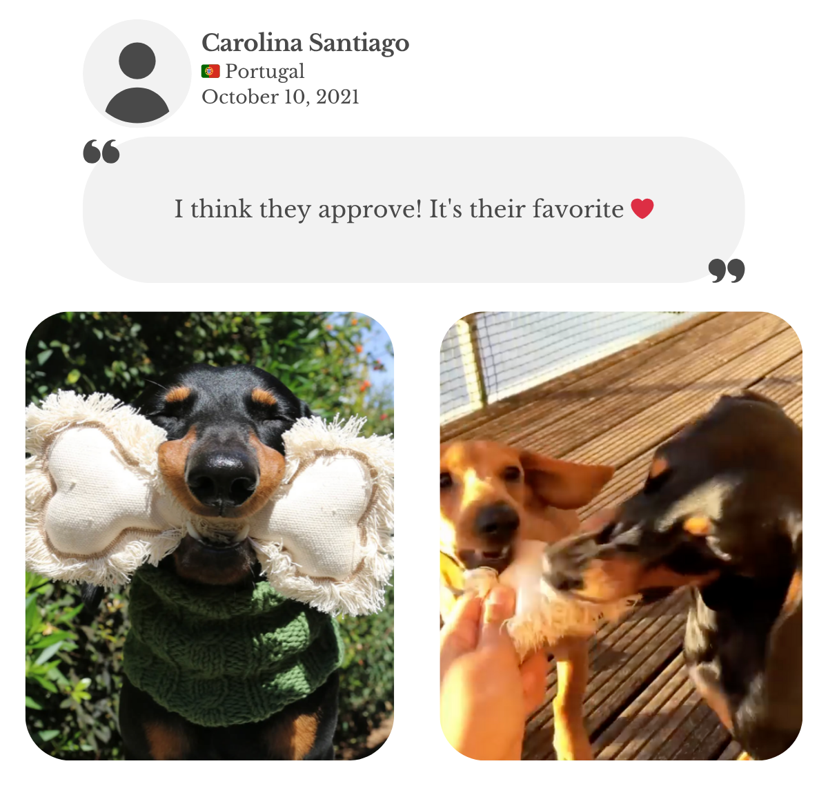 Customer testimonial from Carolina: her two miniature dachshunds playing with their Lana Royals Pet Wear canvas toys. She says her dogs approve.