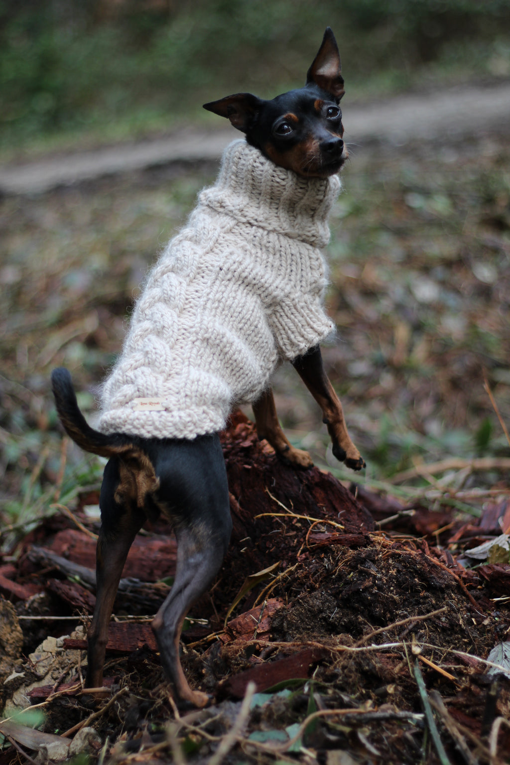 'ARCTIC' Dog Sweater – PDF KNITTING PATTERN