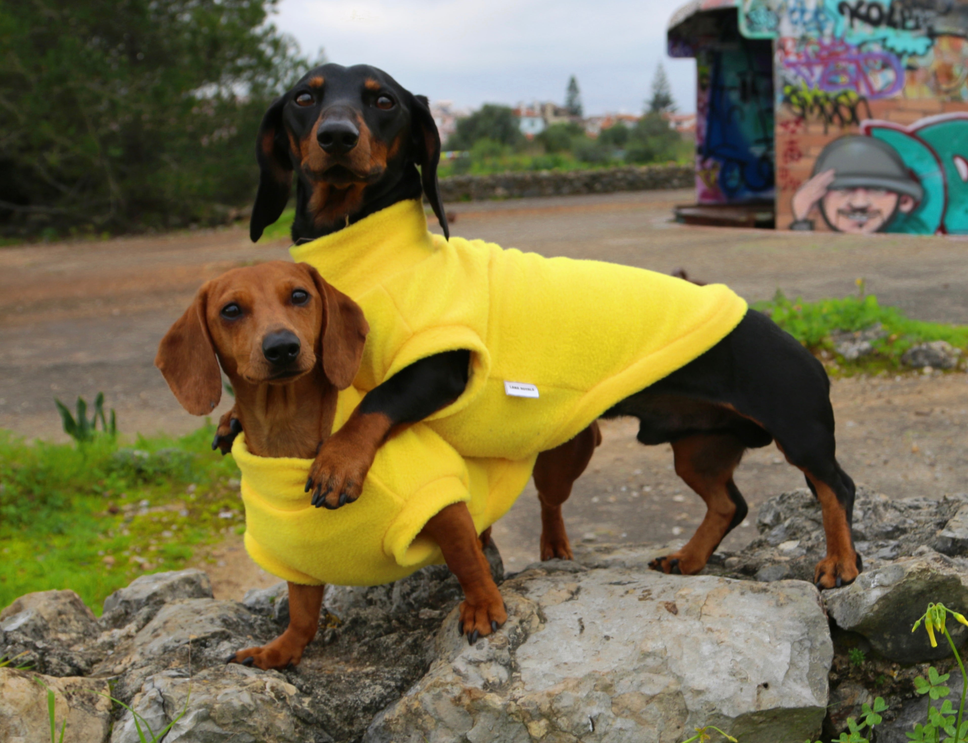 Miniature dachshund teckel wiener  dogs from Portugal wearing custom-tailored fleece tank-top sleeveless vest  in canary yellow color from Lana Royals Pet Wear