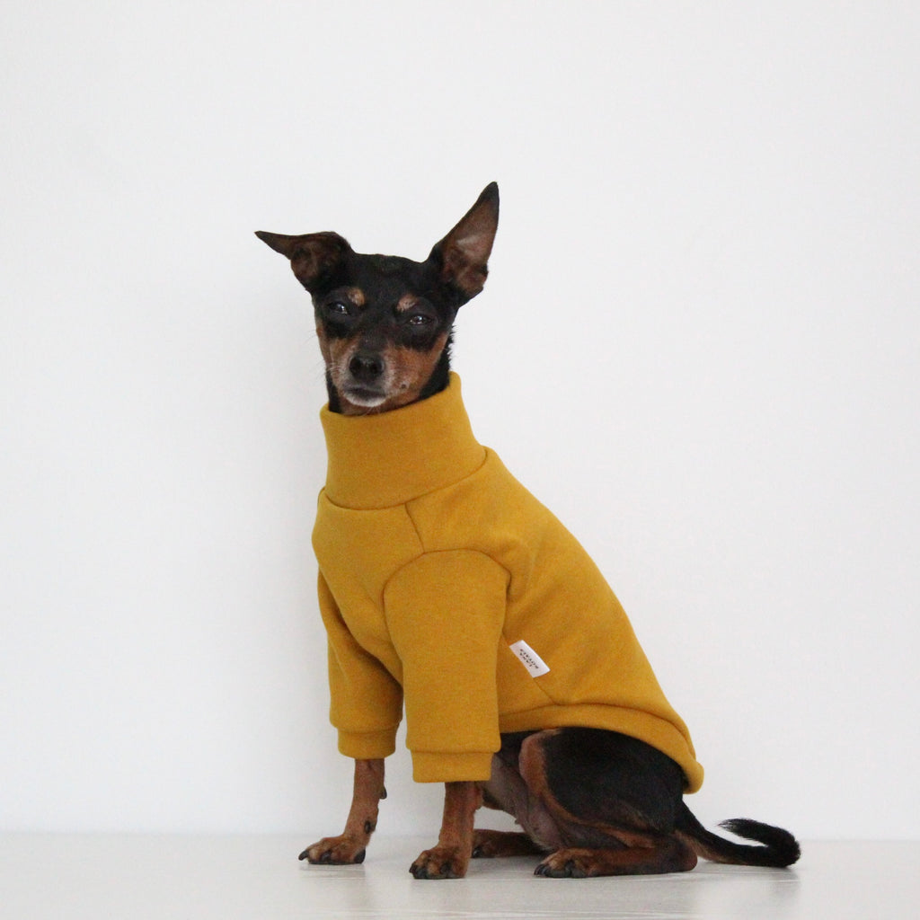Miniature pinscher Prague Ratter dog wearing a handmade mustard yellow sweatshirt jumper with front sleeves, custom-tailored to measure by Lana Royals Pet Wear.