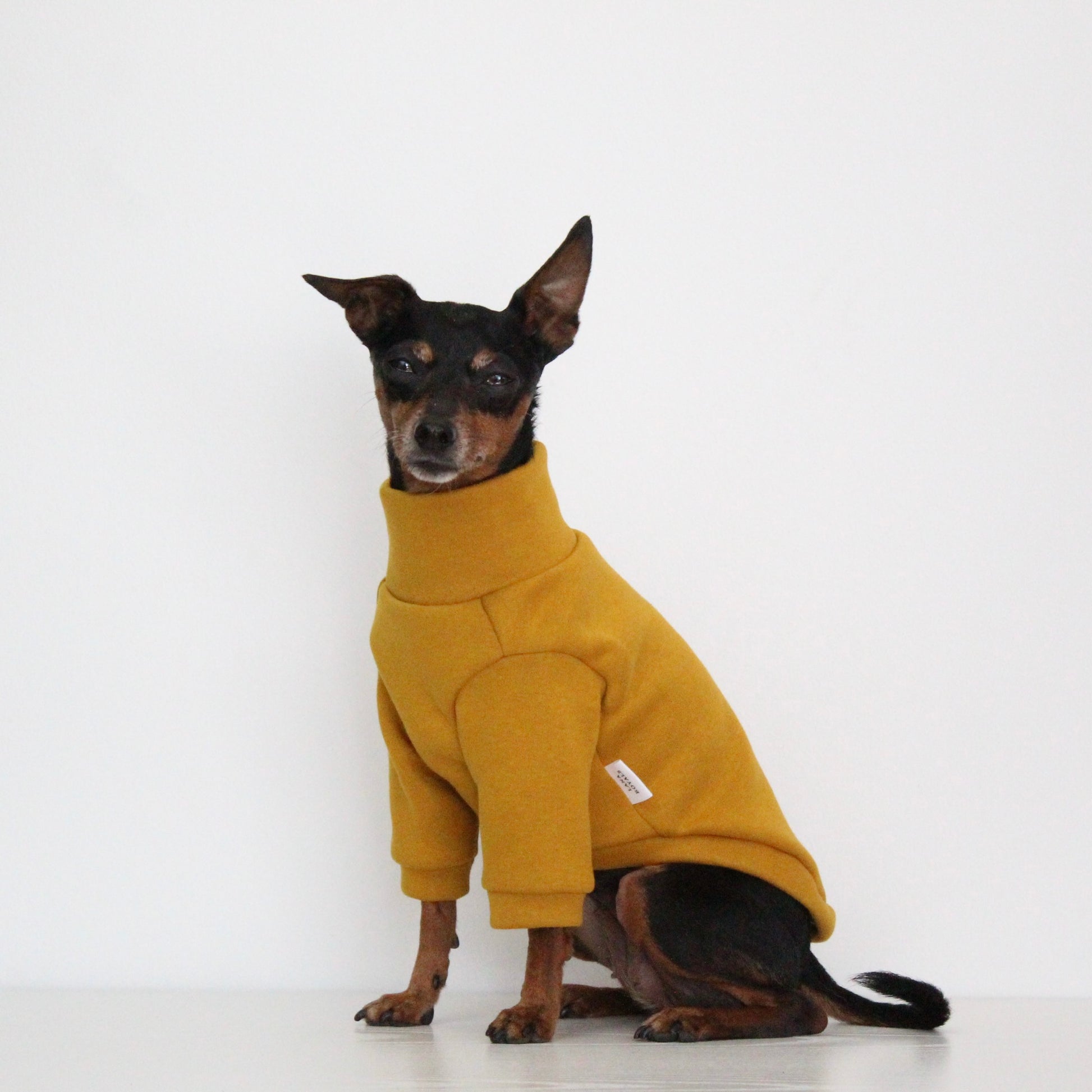 Miniature pinscher Prague Ratter dog wearing a handmade mustard yellow sweatshirt jumper with front sleeves, custom-tailored to measure by Lana Royals Pet Wear.