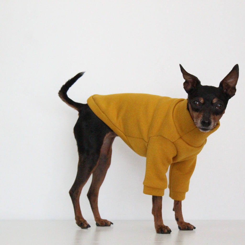 Miniature pinscher Prague Ratter dog wearing a handmade mustard yellow sweatshirt jumper with front sleeves, custom-tailored to measure by Lana Royals Pet Wear.