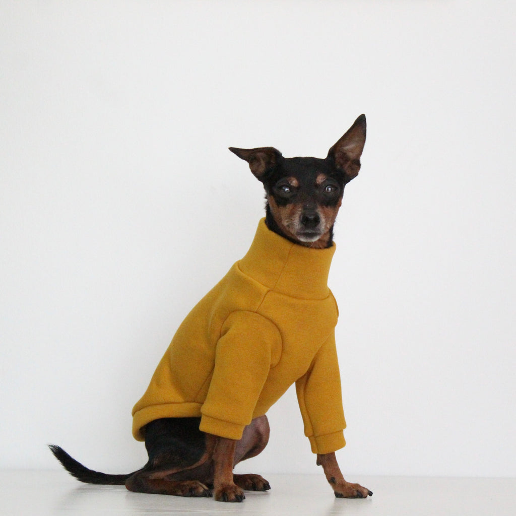 Miniature pinscher Prague Ratter dog wearing a handmade mustard yellow sweatshirt jumper with front sleeves, custom-tailored to measure by Lana Royals Pet Wear.