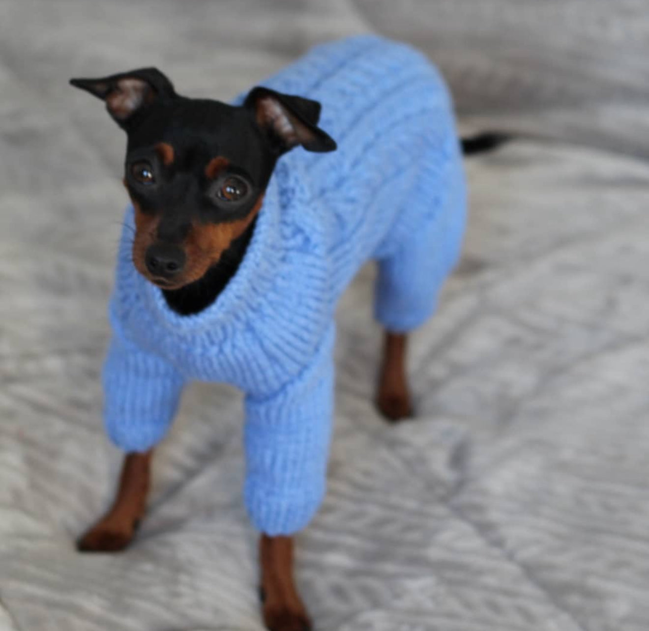 Dog wearing a blue hand-knitted sweater; one of the first garment Lana Royals Pet Wear has ever created.