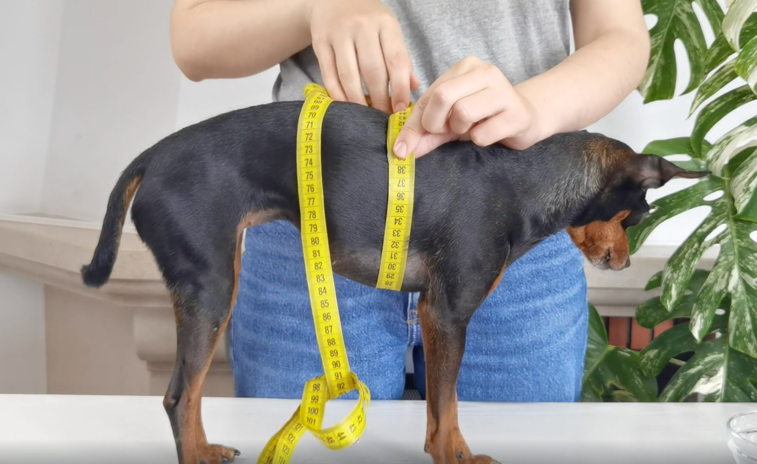Person measuring a small dog with a yellow measuring tape, for custom made to measure clothing for dogs from Lana Royals Pet Wear.