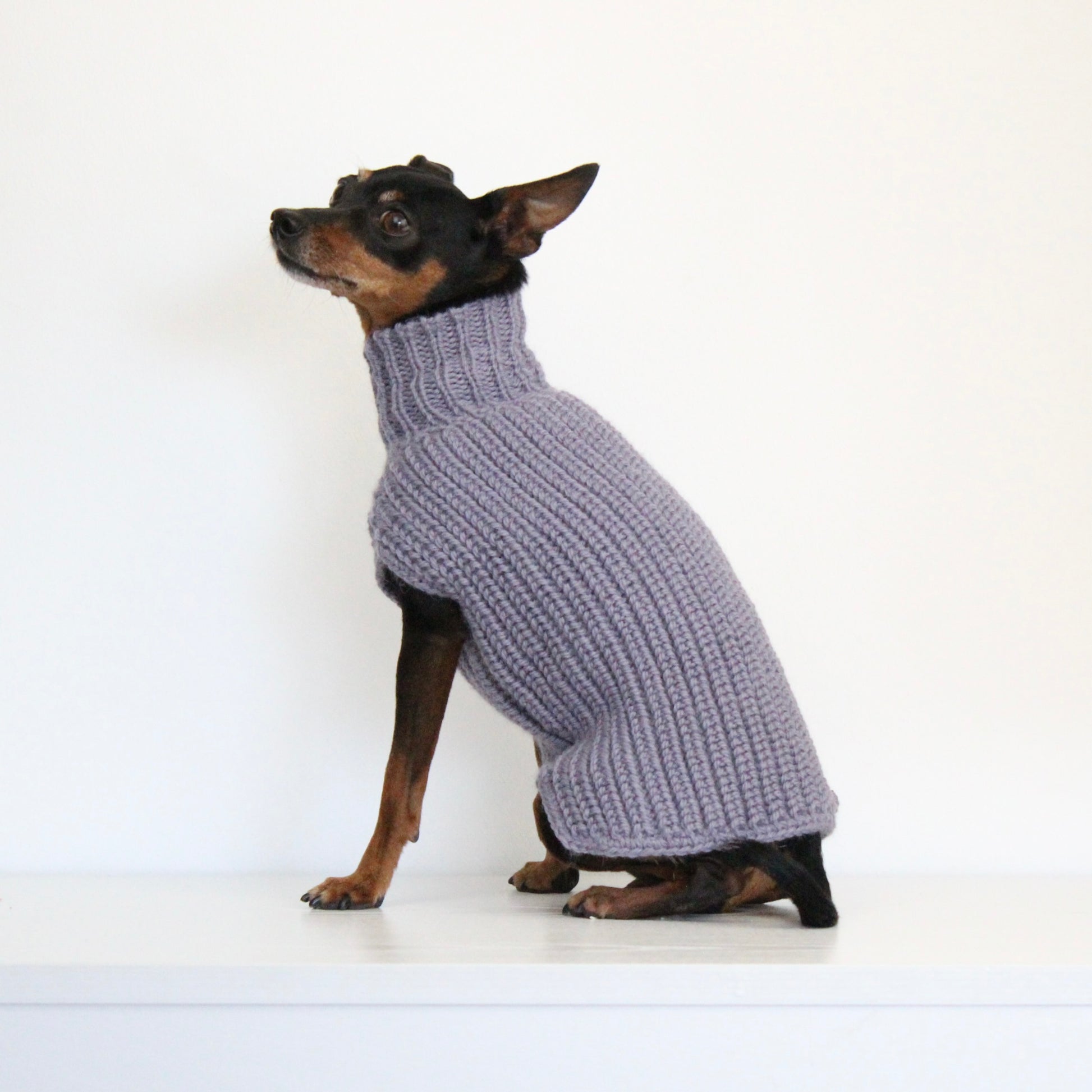 Small dog wearing a custom hand-knitted alpaca wool sweater 'MAYA' in grey lavender color, made to measure by Lana Royals Pet Wear.