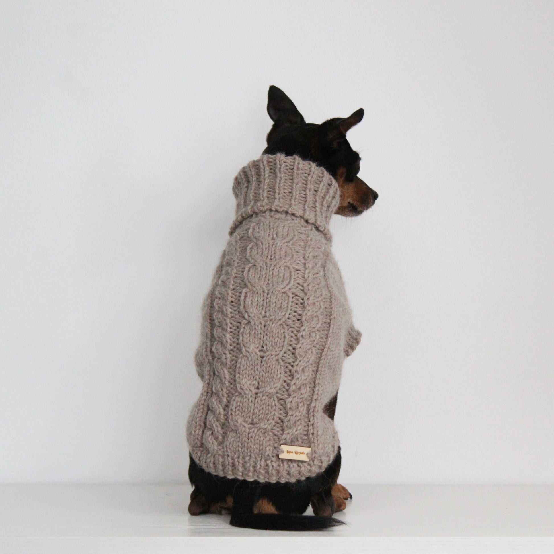 Miniature pinscher wearing a beige hand-knitted alpaca wool turtleneck sweater, custom-made to measure by Lana Royals Pet Wear. Showcasing from the back, with its braided designs.
