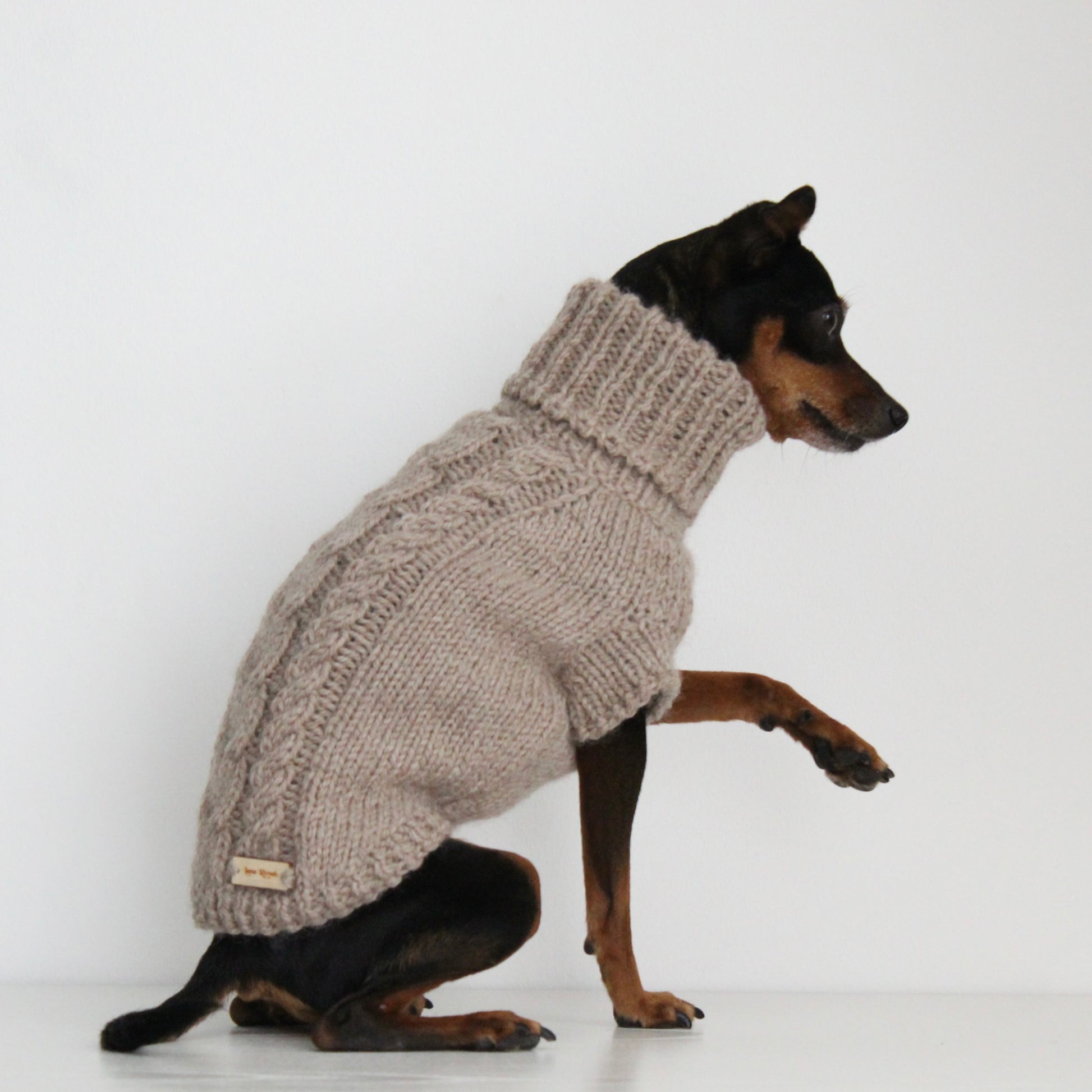 Miniature pinscher wearing a beige hand-knitted alpaca wool turtleneck sweater, custom-made to measure by Lana Royals Pet Wear. Showcasing from the right side.