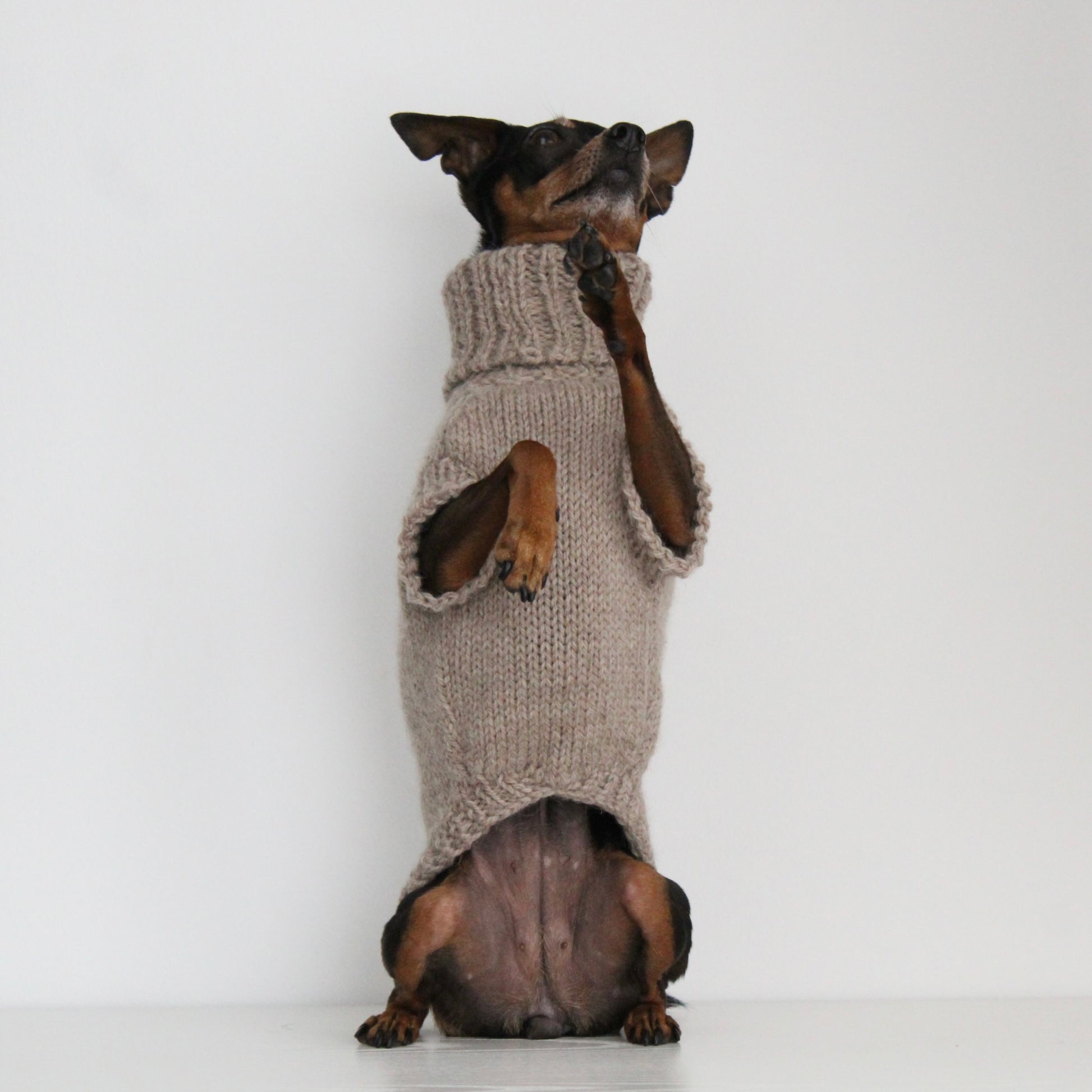 Miniature pinscher wearing a beige hand-knitted alpaca wool turtleneck sweater, custom-made to measure by Lana Royals Pet Wear. Showcasing from the front while doing 'sit pretty' trick.