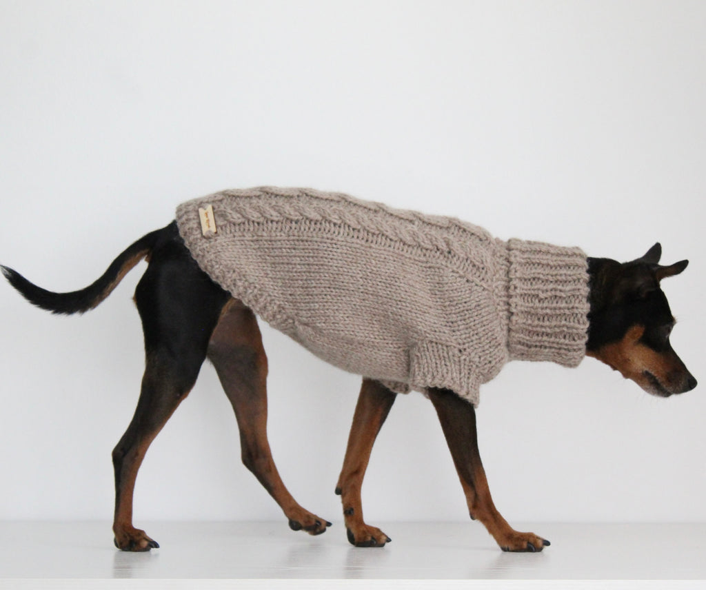 Miniature pinscher wearing a beige hand-knitted alpaca wool turtleneck sweater, custom-made to measure by Lana Royals Pet Wear. Showcasing from the side while walking.