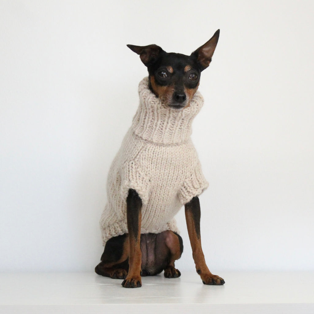 Miniature pinscher wearing a beige hand-knitted alpaca wool turtleneck sweater, custom-made to measure by Lana Royals Pet Wear. Showcasing from the front.