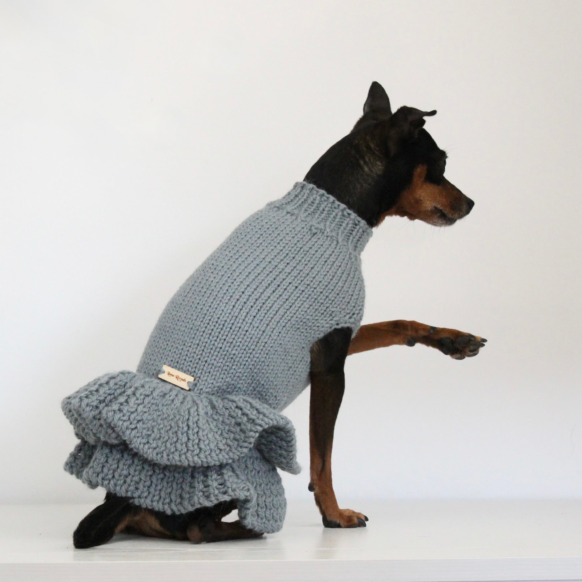 Miniature pinscher wearing a hand-knitted alpaca wool turtleneck sweater in grey blue sage smoke color, custom-made to measure by Lana Royals Pet Wear. 