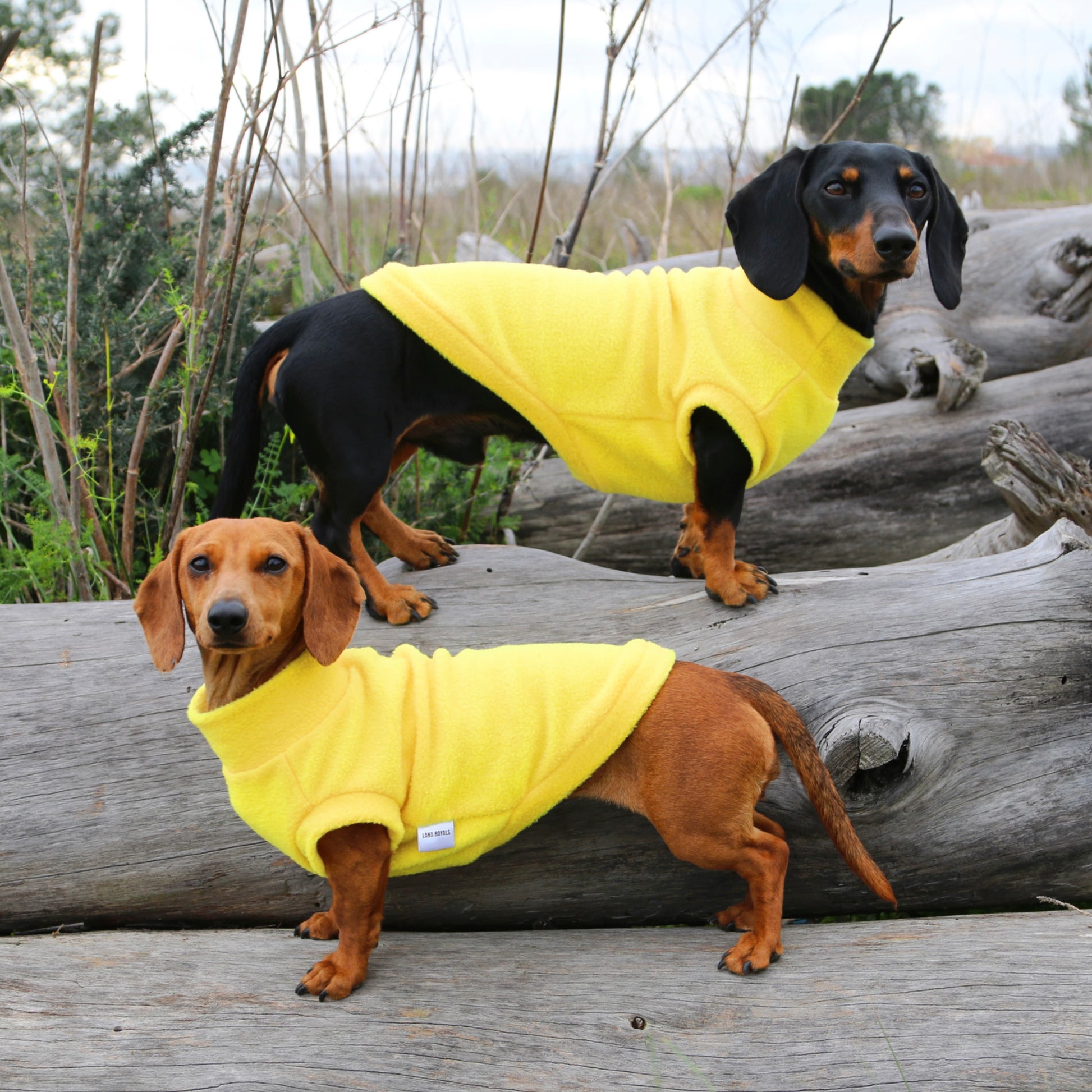 Two miniature dachshunds from Portugal wearing yellow fleece handmade tank-top coats, custom-made by Lana Royals Pet Wear.