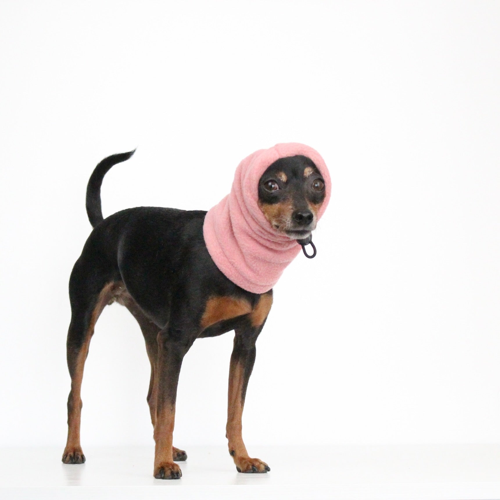Miniature pinscher dog wearing a handmade berry pink fleece snood, custom-tailored to measure by Lana Royals Pet Wear.