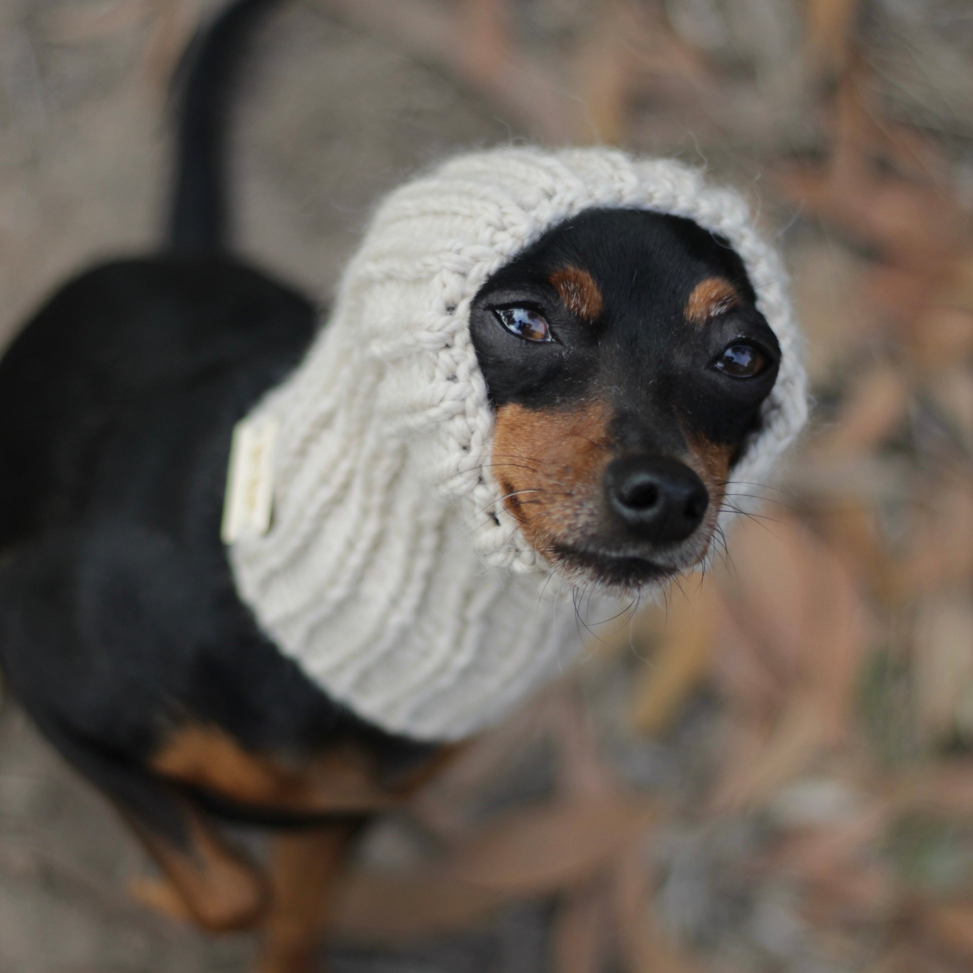 Miniature pinscher dog wearing a hand-knitted alpaca wool beige snood, custom-tailored to measure by Lana Royals Pet Wear.
