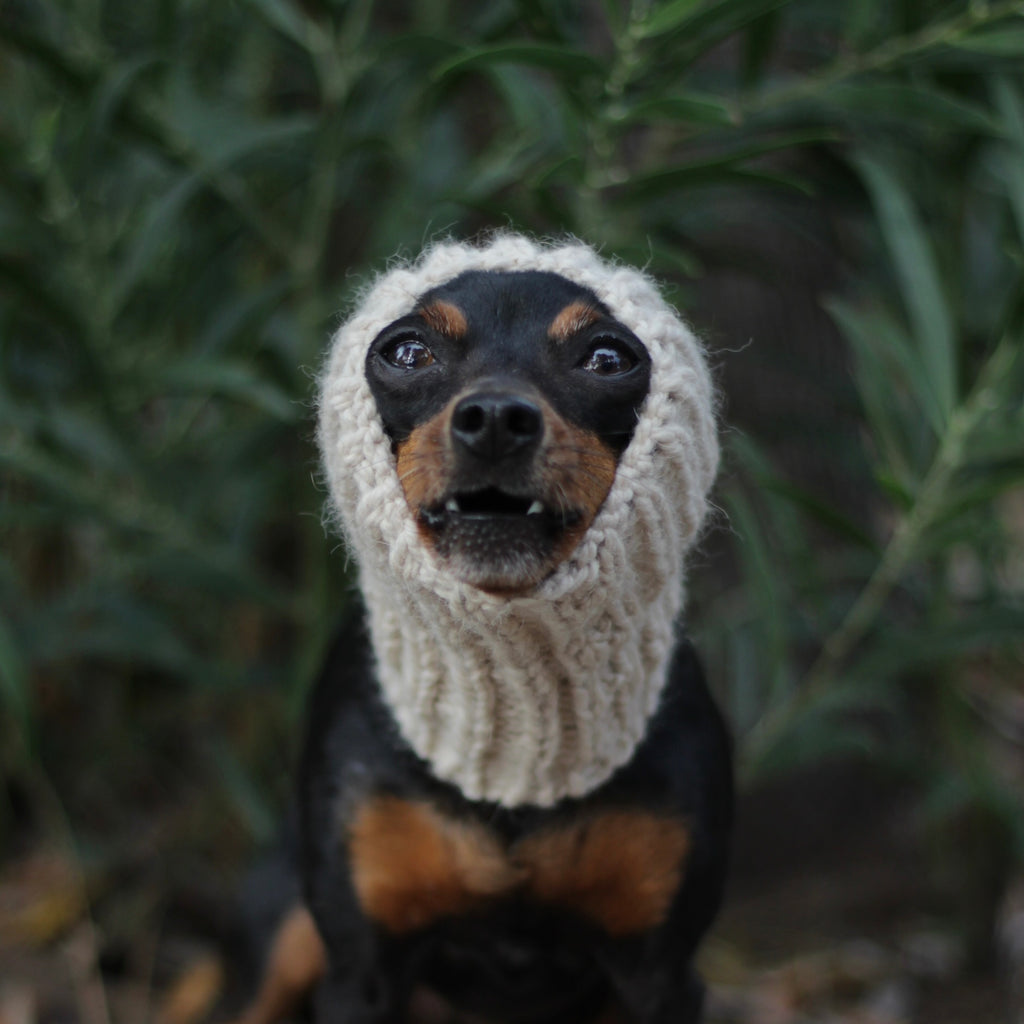 Miniature pinscher dog wearing a hand-knitted alpaca wool beige snood, custom-tailored to measure by Lana Royals Pet Wear.