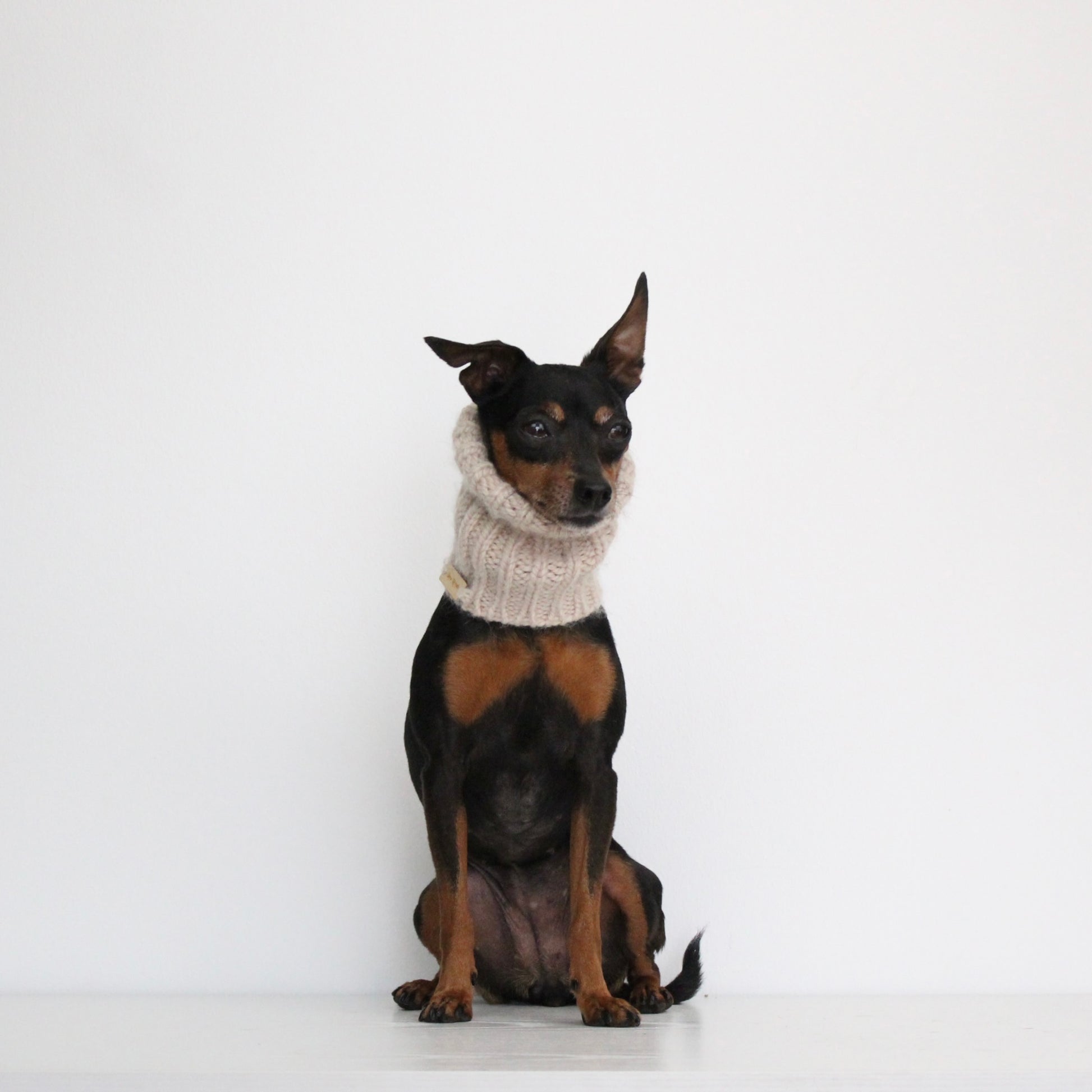 Miniature pinscher dog wearing a hand-knitted alpaca wool beige snood, custom-tailored to measure by Lana Royals Pet Wear.