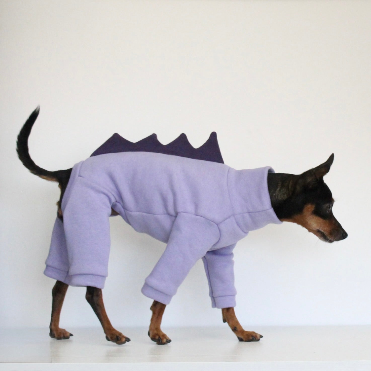 Miniature pinscher wearing a lilac cotton sweatshirt jumpsuit with purple dinosaur spikes costume add-on, custom-tailored to measure by Lana Royals Pet Wear.