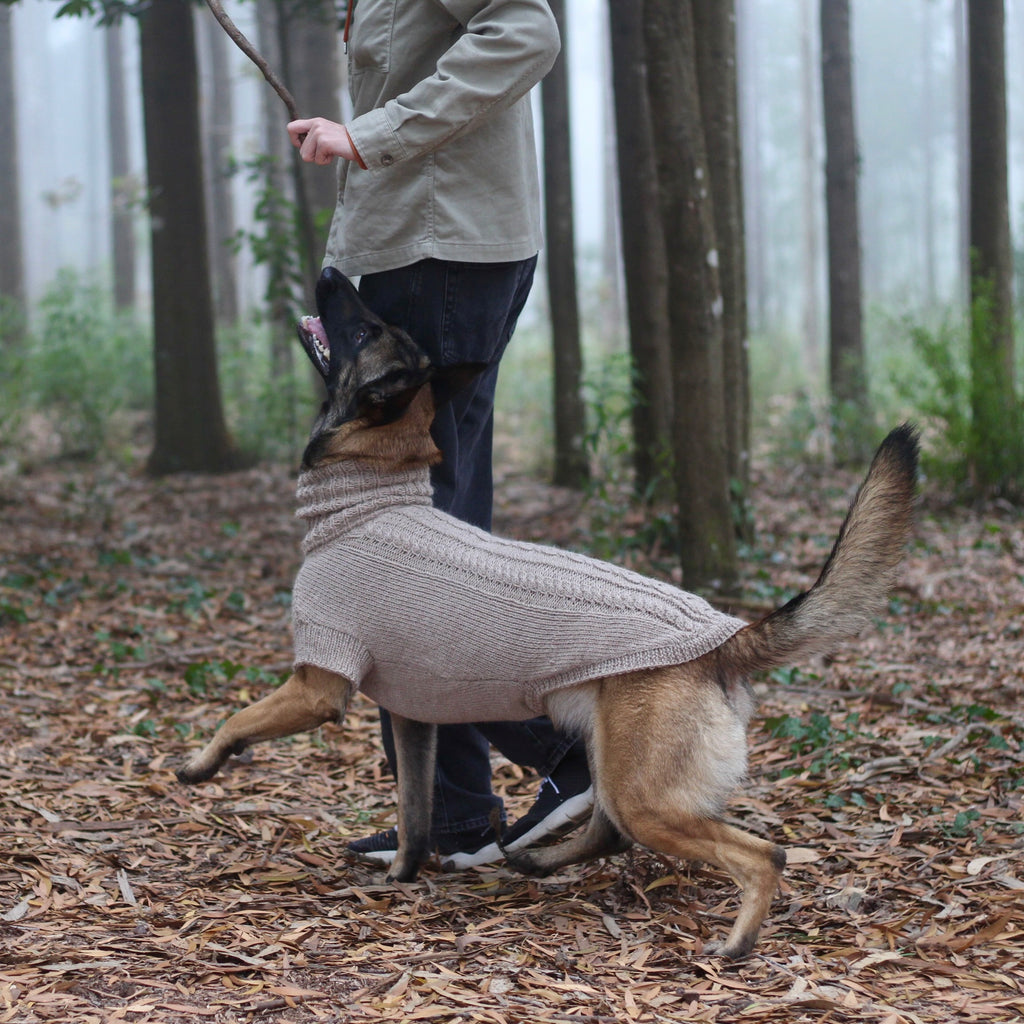 Belgian Shepherd Malinois wearing handmade knitted alpaca wool 'PRIMUS' sweater for large dogs in beige color, while focus heeling in movement, custom-tailored to measure by Lana Royals Pet Wear.
