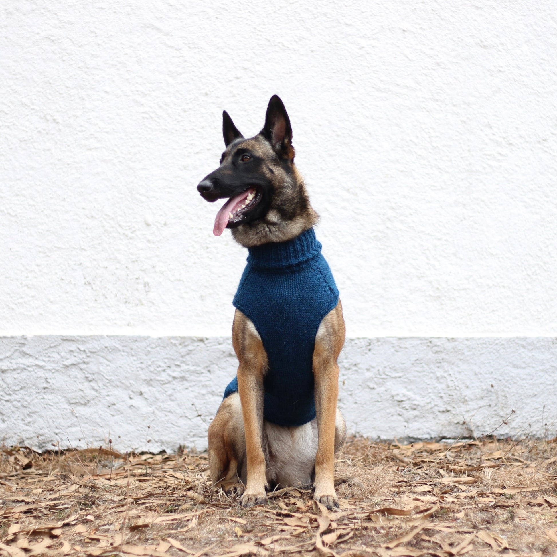 Belgian Shepherd Malinois wearing handmade knitted alpaca wool 'LITE' sweater in petrol color, custom-tailored to measure by Lana Royals Pet Wear.