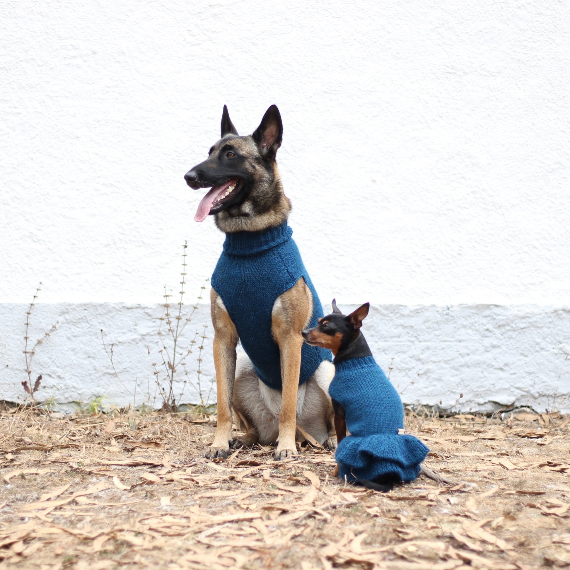 Belgian Shepherd Malinois wearing handmade knitted alpaca wool 'LITE' sweater in petrol color, and miniature pinscher wearing handmade knitted alpaca wool 'HANNAH' dress in petrol color, both custom-tailored to measure by Lana Royals Pet Wear.