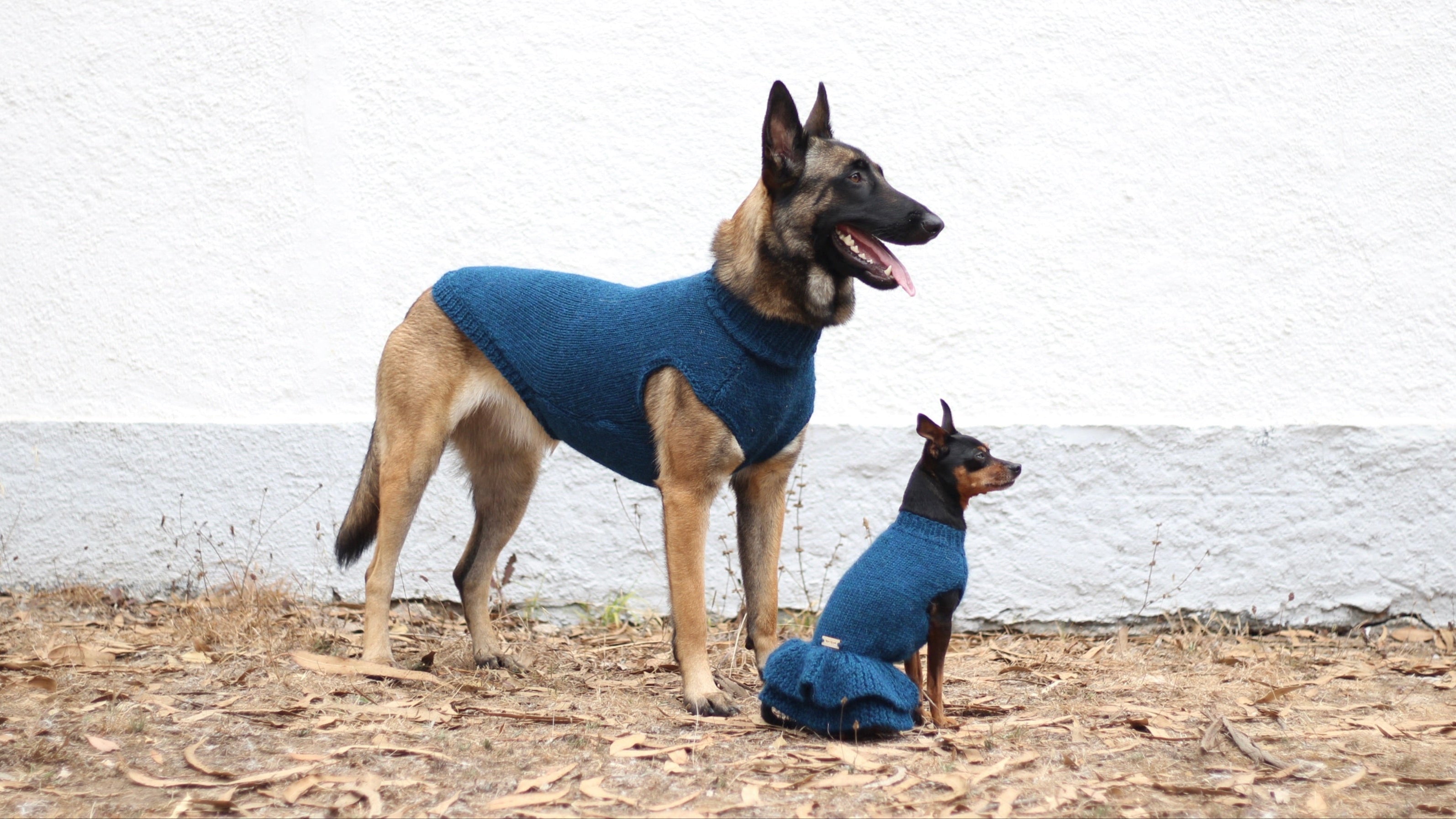 Belgian Shepherd Malinois wearing handmade knitted alpaca wool 'LITE' sweater for large dogs in petrol color, and Miniature Pinscher wearing handmade knitted alpaca wool 'HANNAH' dress in petrol color, custom-tailored to measure by Lana Royals Pet Wear.