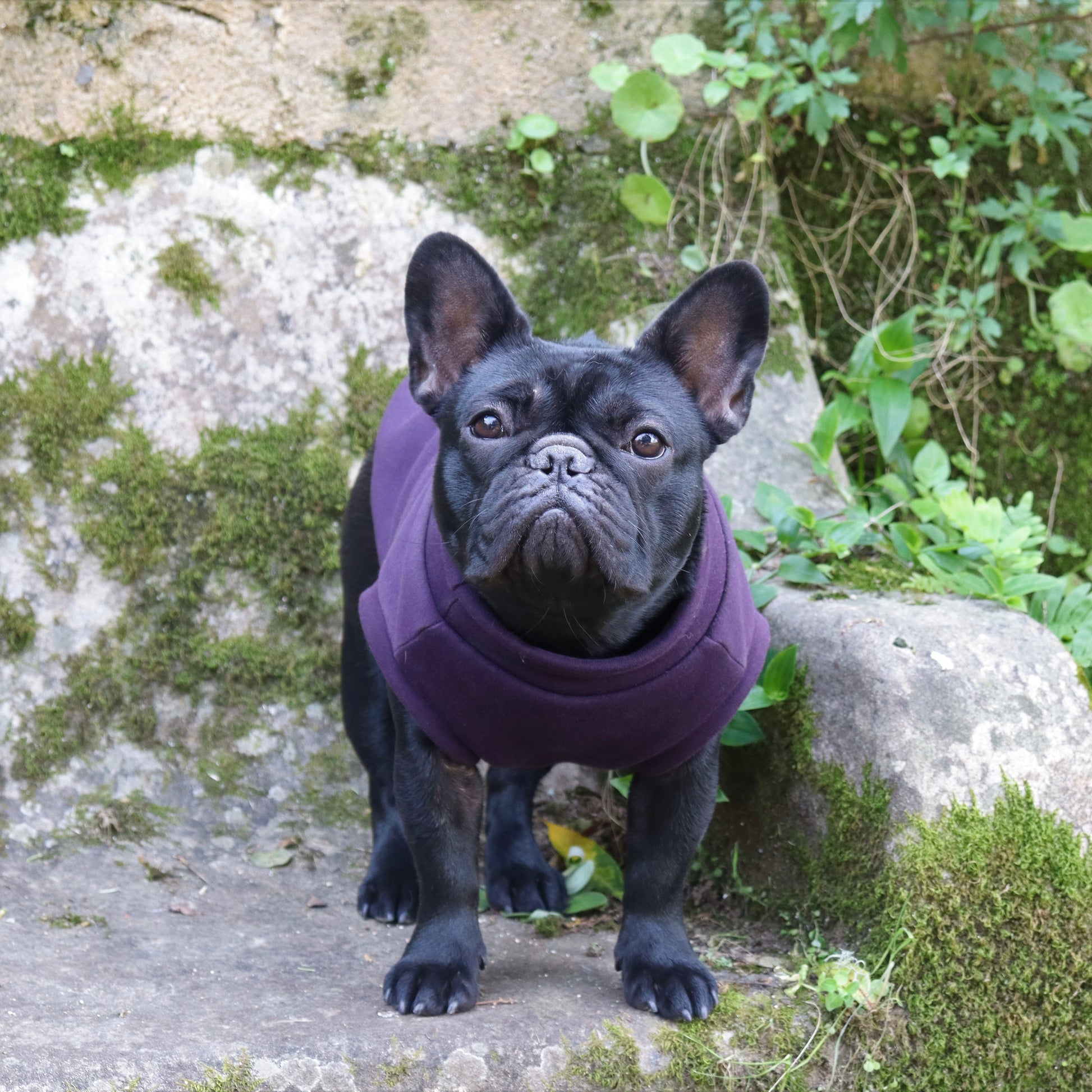 Sweatshirt Sleeveless Tank-Top Vest for Dogs | Custom-Tailored, Made to Measure