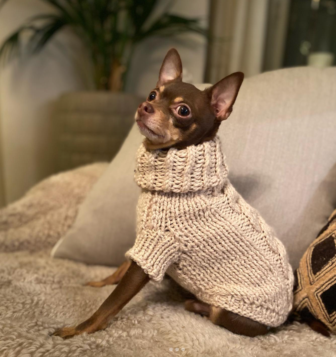 Chihuahua dog from Norway wearing custom-tailored hand-knitted ARCTIC wool turtleneck jumper in beige color from Lana Royals Pet Wear