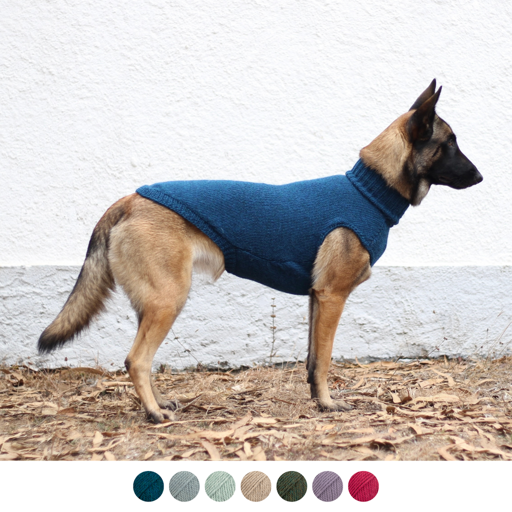 Belgian shepherd malinois wearing hand-knitted alpaca wool sweater in petrol color, custom-tailored to measure by Lana Royals Pet Wear.